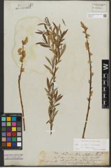 Foto von Salix triandra L. x Salix viminalis L.